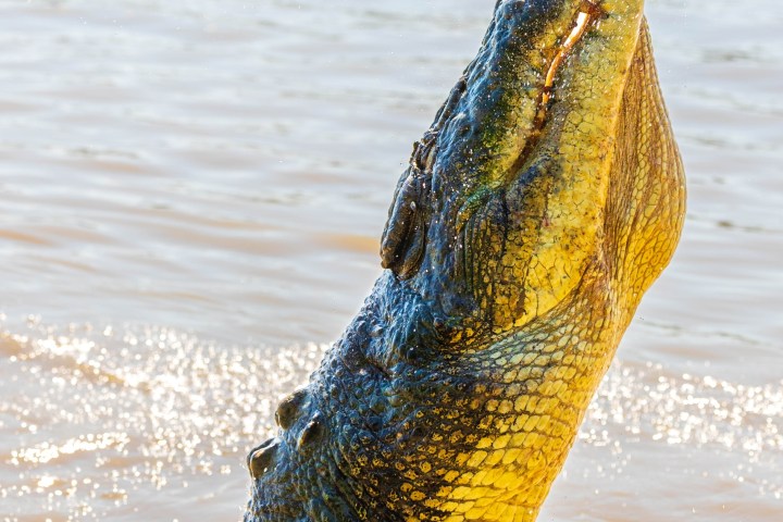 a reptile on a body of water