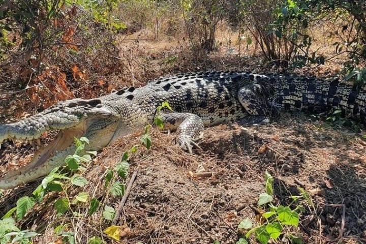 a reptile on a dirt road
