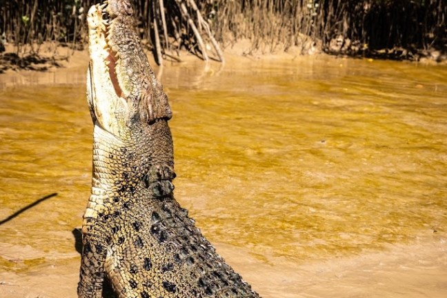 a close up of a reptile