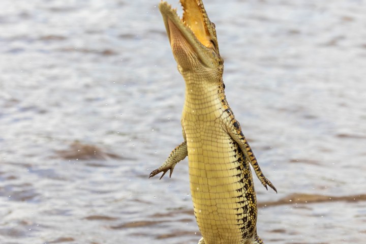 a lizard located in a body of water