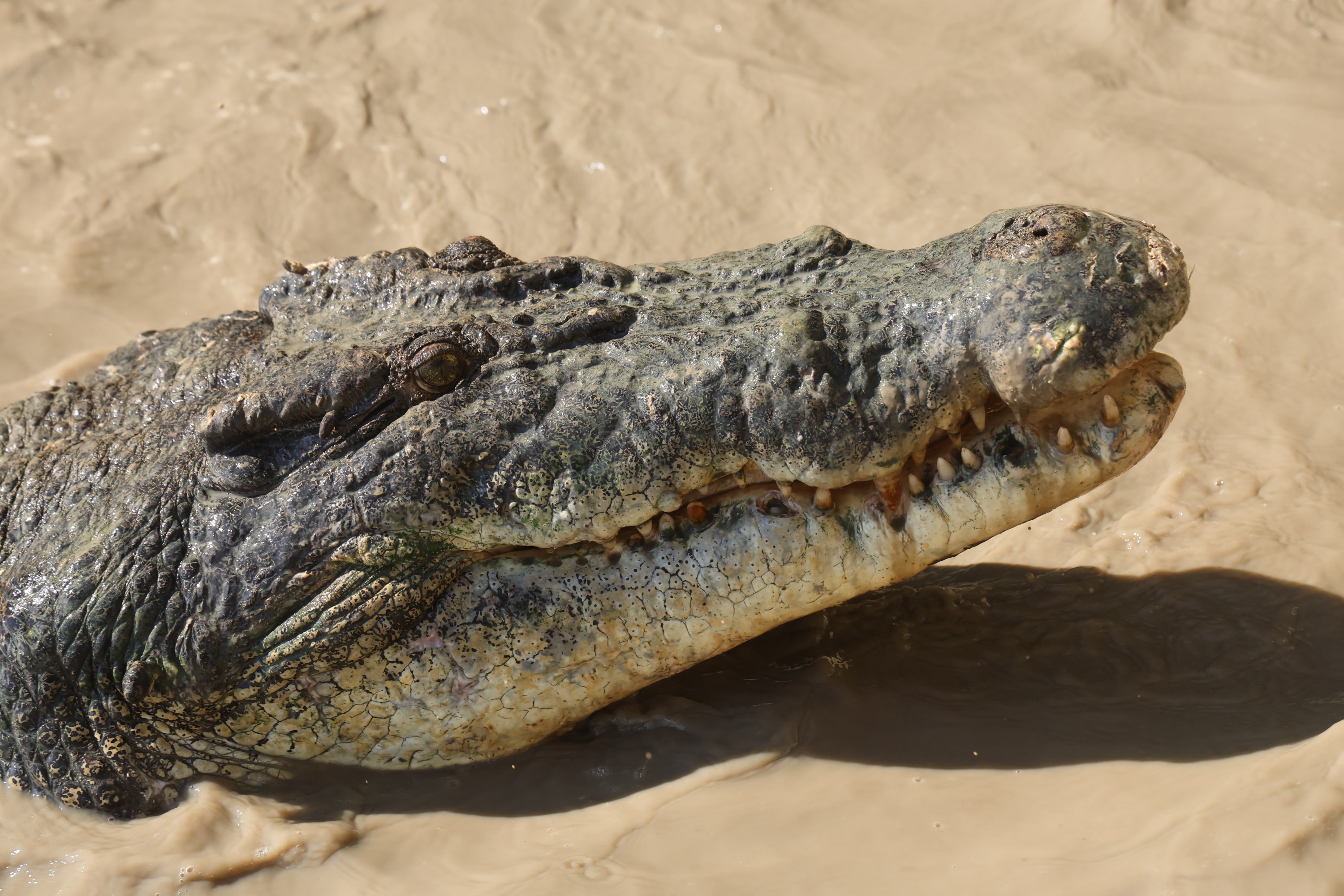 Close-up of a crocodile's head partially submerged in muddy water.