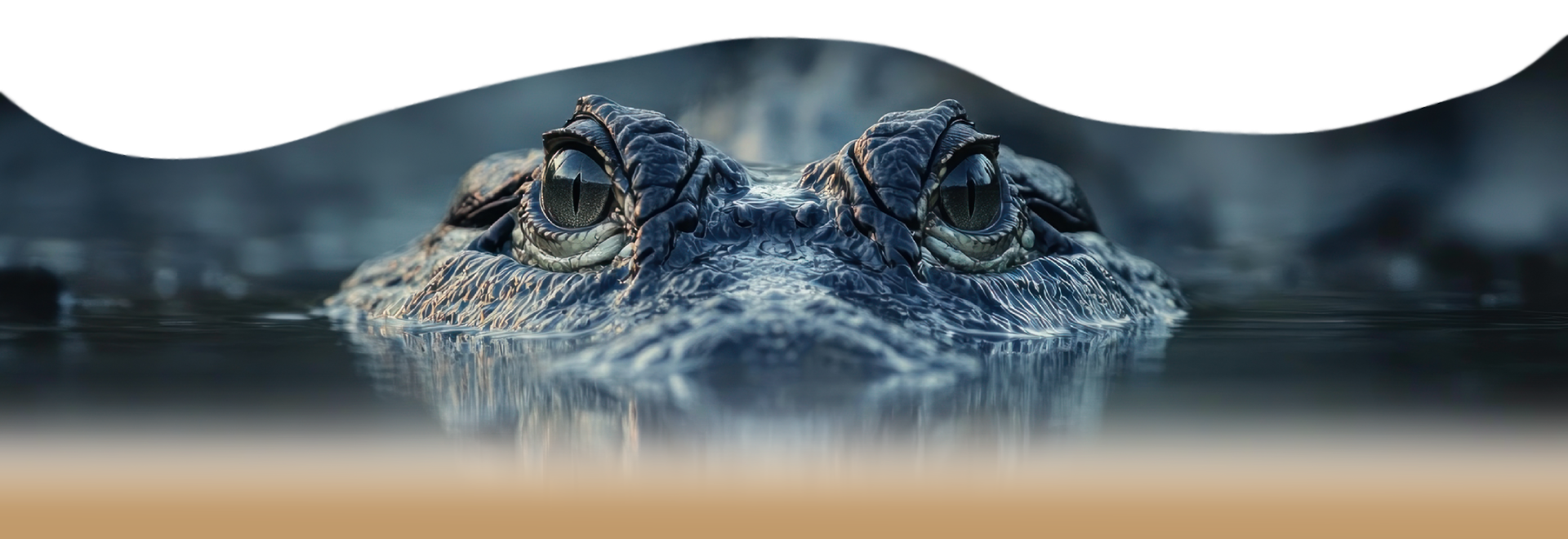 a close up of a reptile