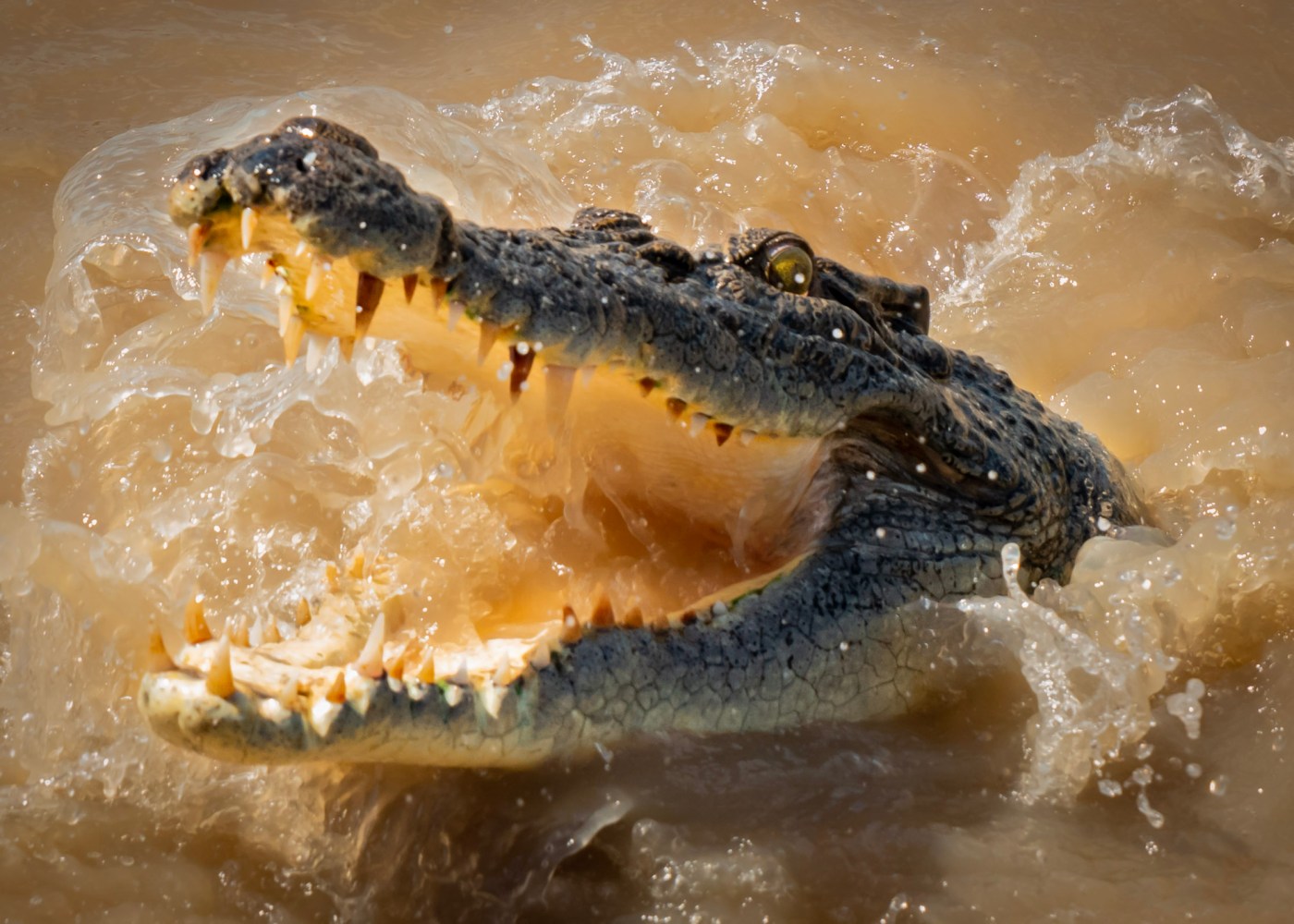 Crocodile emerging from water with open mouth.