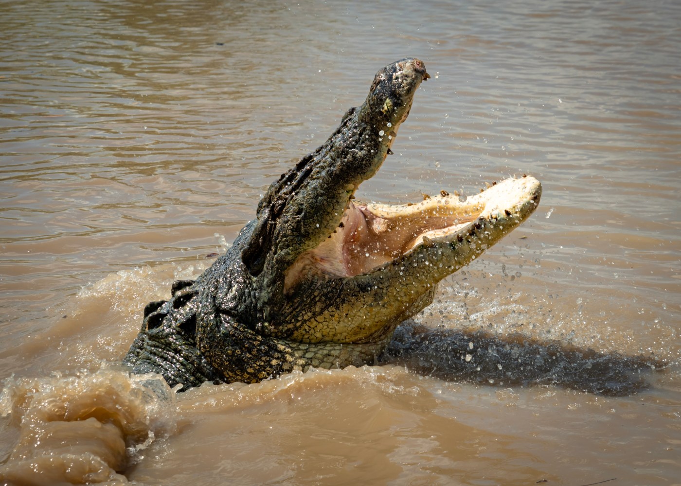 Crocodile emerging from water with open mouth.