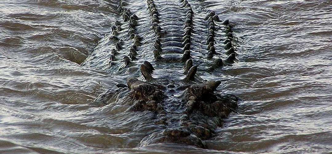 a dog swimming in a body of water