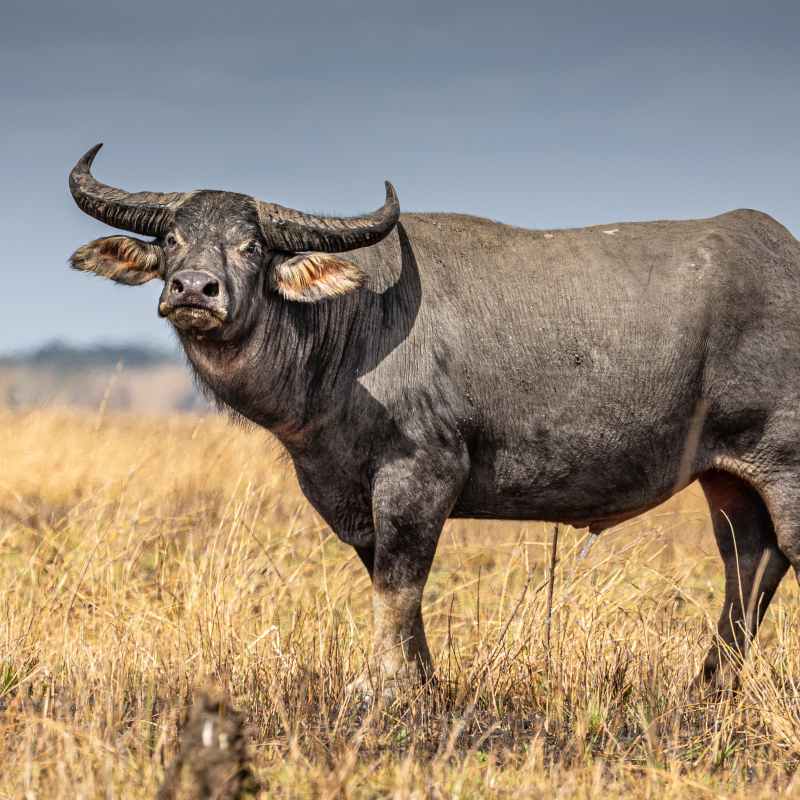 a cow standing on top of a dry grass field