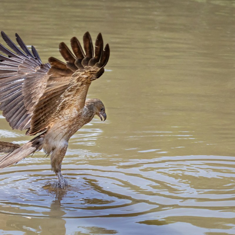 a bird sitting on top of a body of water