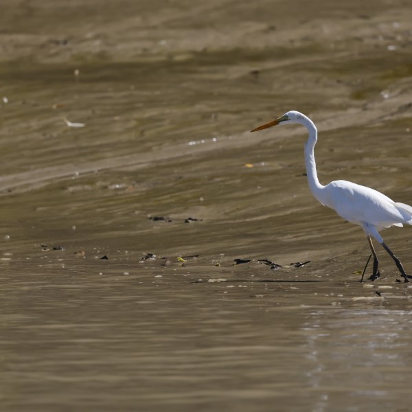 a bird standing on a beach near a body of water