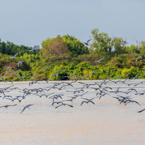 a flock of seagulls standing next to a body of water