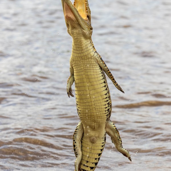 a reptile on a body of water