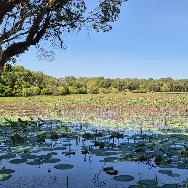 Tree by a serene pond with water lilies under a clear blue sky.