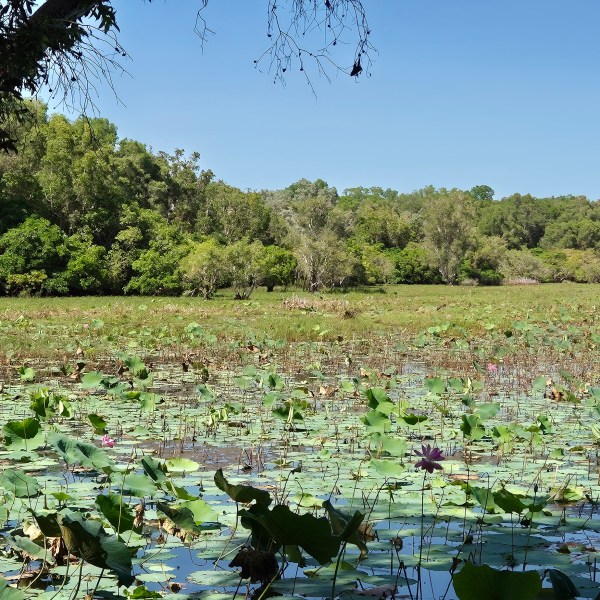 Scenic wetland with lily pads and trees under clear blue sky.