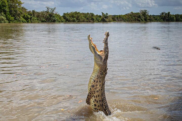 Crocodile jumping out of water with mouth open in a river, surrounded by trees.